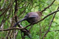 Image of: Garrulax davidi (plain laughingthrush)