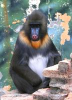 Mandrillus sphinx - Mandrill