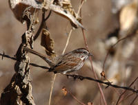 Image of: Melospiza melodia (song sparrow)