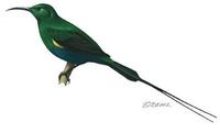 Image of: Nectarinia famosa (malachite sunbird)