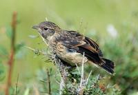 Image of: Saxicola torquatus (common stonechat)