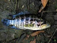 Parachromis managuensis - Aztec Cichlid