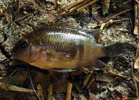 Vieja intermedia - Northern Checkmark Cichlid