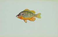 Image of: Lepomis humilis (orangespotted sunfish)