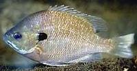 Image of: Lepomis macrochirus (bluegill)