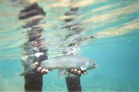 Image of: Thymallus arcticus (Arctic grayling)