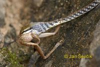 Dendrelaphis tristis