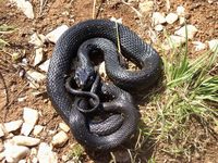 Natrix natrix - Grass Snake