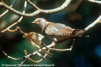 Lesser Cuckoo - Cuculus poliocephalus
