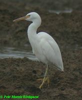 Pacific Reef Egret - Egretta sacra