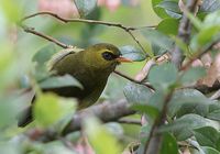 Mountain Black-eye - Chlorocharis emiliae