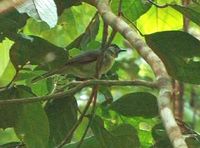 Black-crowned Babbler - Stachyris nigrocapitata