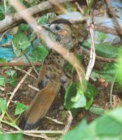 Rufous-chinned Laughingthrush - Garrulax rufogularis