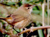 Paddyfield Warbler - Acrocephalus agricola