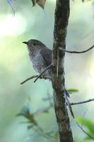 Fan tailed Cuckoo