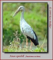 Asian Openbill - Anastomus oscitans