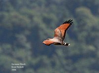 Savanna Hawk - Buteogallus meridionalis