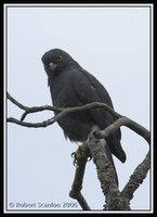 White-rumped Hawk - Buteo leucorrhous