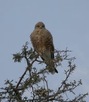 Greater Kestrel - Falco rupicoloides