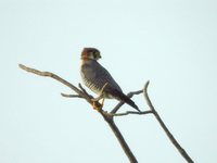 Red-necked Falcon - Falco chicquera