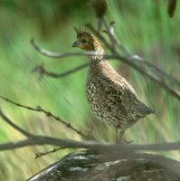 Crested Bobwhite - Colinus cristatus