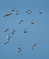 Pink-footed Goose (Anser brachyrhynchus) photo