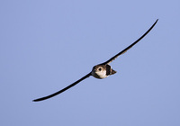 White-throated Swift (Aeronautes saxatalis) photo