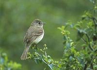Dusky Flycatcher (Empidonax oberholseri) photo