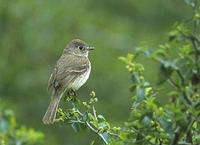 Dusky Flycatcher (Empidonax oberholseri) photo