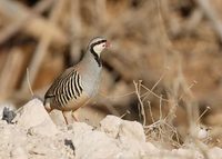 Chukar (Alectoris chukar) photo