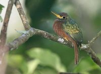 Yellow-billed Jacamar (Galbula albirostris) photo