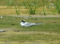 Roseate Tern - Sterna dougallii