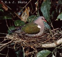 Emerald Dove - Chalcophaps indica