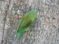 Orange-chinned Parakeet - Brotogeris jugularis