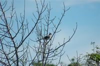 Verreaux's Coua - Coua verreauxi