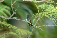 Sapphire-spangled Emerald - Polyerata lactea