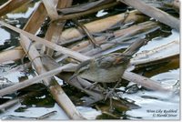 Wren-like Rushbird - Phleocryptes melanops