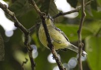 Yellow-breasted Antwren - Herpsilochmus axillaris