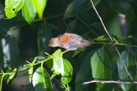 Ash-winged Antwren - Terenura spodioptila