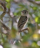 Dusky Flycatcher - Empidonax oberholseri