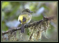 Bright-rumped Attila - Attila spadiceus