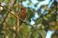 Rufous Mourner - Rhytipterna holerythra