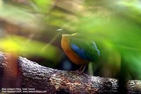 Blue-winged Pitta - Pitta moluccensis