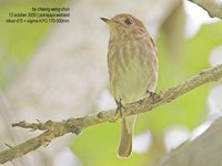 Brown-streaked Flycatcher - Muscicapa williamsoni