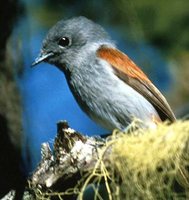 Mascarene Paradise-Flycatcher - Terpsiphone bourbonnensis