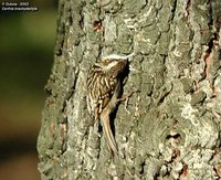 Short-toed Treecreeper - Certhia brachydactyla