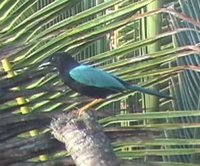 Yucatan Jay - Cyanocorax yucatanicus