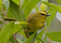 Black-crested Warbler - Basileuterus nigrocristatus