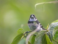 Wing-barred Seedeater - Sporophila americana