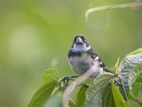 Wing-barred Seedeater - Sporophila americana